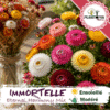 sachets de graines et semences florales Immortelle à bractée Eternal Harmony Mix - Plantopia Maroc