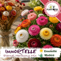 sachets de graines et semences florales Immortelle à bractée Eternal Harmony Mix - Plantopia Maroc