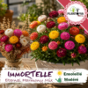 sachets de graines et semences florales Immortelle à bractée Eternal Harmony Mix - Plantopia Maroc
