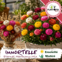 sachets de graines et semences florales Immortelle à bractée Eternal Harmony Mix - Plantopia Maroc