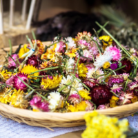 sachets de graines et semences florales Immortelle à bractée Eternal Harmony Mix chez Plantopia Meknes Kenitra