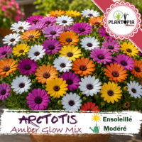 sachets de graines et semences florales et paysannes de Arctotis – Arctotis fastuosa - Plantopia Maroc