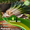 sachets de graines et semences potageres de Poireau Géant D'hiver 3 - Plantopia Maroc