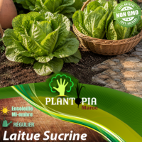 sachets de graines et semences potageres et paysannes de Laitue Sucrine Lactuca sativa - Plantopia Maroc