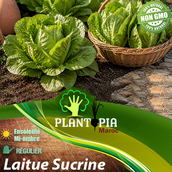 sachets de graines et semences potageres et paysannes de Laitue Sucrine Lactuca sativa - Plantopia Maroc sachets de graines et semences potageres et paysannes de Laitue Sucrine Lactuca sativa - Plantopia Maroc