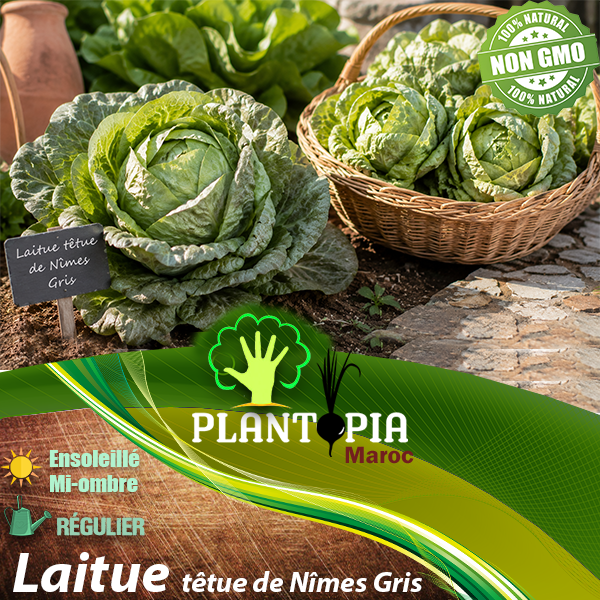 sachets de graines et semences potageres et paysannes de Laitue Têtue de Nîmes Gris - Plantopia Maroc sachets de graines et semences potageres et paysannes de Laitue Têtue de Nîmes Gris - Plantopia Maroc