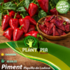 sachets de graines et semences potageres et paysannes de piment Piquillo de Lodosa - Plantopia Maroc