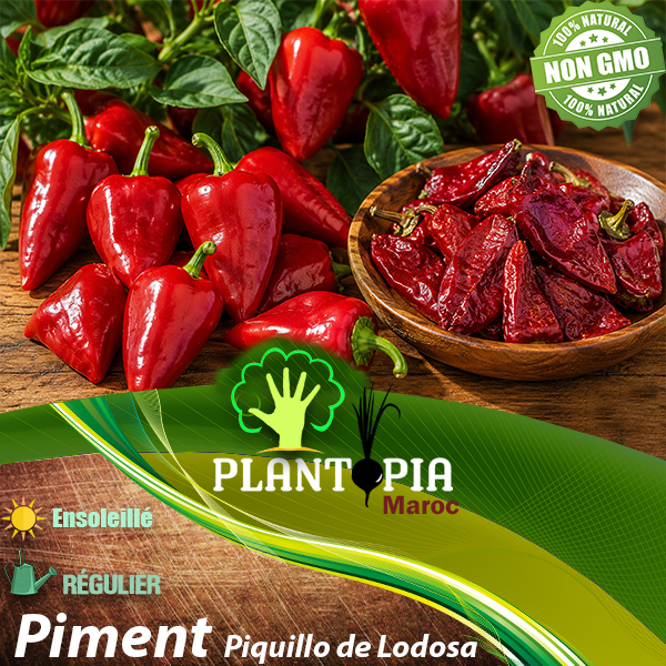 sachets de graines et semences potageres et paysannes de piment Piquillo de Lodosa - Plantopia Maroc sachets de graines et semences potageres et paysannes de piment Piquillo de Lodosa - Plantopia Maroc