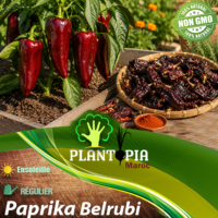 sachets de graines et semences potageres et paysannes de piment doux paprika Belrubi - Plantopia Maroc