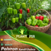 sachets de graines et semences potageres et paysannes de poivron Kandil Dolma - Plantopia Maroc