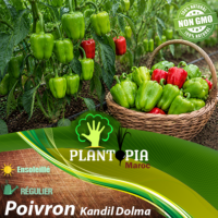 sachets de graines et semences potageres et paysannes de poivron Kandil Dolma - Plantopia Maroc