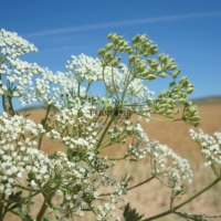 semences aromatiques Anis vert par Plantopia Essaouira Tamesna safi Bouskoura Temara Kenitra Meknes Tetouan