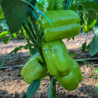 semences paysannes de poivron Kandil Dolma par Plantopia Casablanca Rabat Marrakech Bouskoura Temara