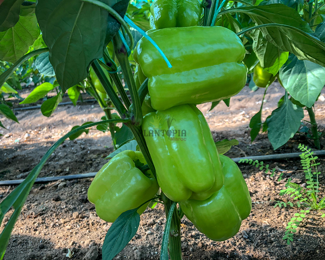 semences paysannes de poivron Kandil Dolma par Plantopia Casablanca Rabat Marrakech Bouskoura Temara semences paysannes de poivron Kandil Dolma par Plantopia Casablanca Rabat Marrakech Bouskoura Temara
