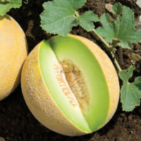 Graines de melon souihla vert par Plantopia Marrakech settat Laarache Guercif Mohammédia Azemmour