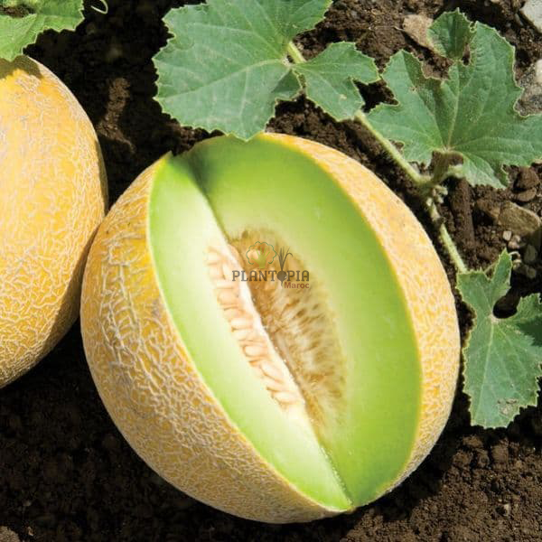 Graines de melon souihla vert par Plantopia Marrakech settat Laarache Guercif Mohammédia Azemmour Graines de melon souihla vert par Plantopia Marrakech settat Laarache Guercif Mohammédia Azemmour