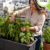 Graines et semences Haricot turque nain variété Nihal par Plantopia Casablanca Rabat Marrakech sale Tanger