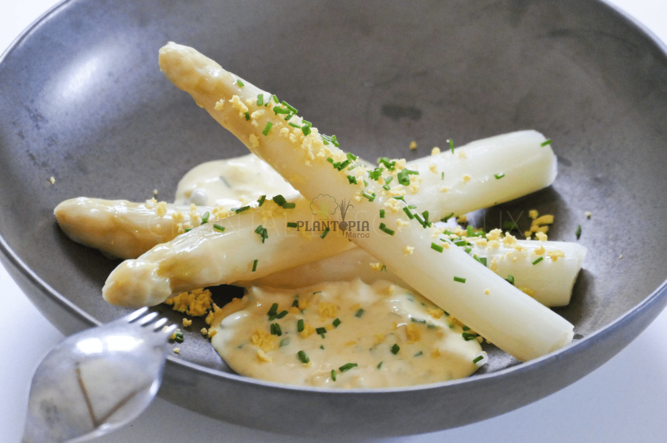 Graines et semences d'Asperge blanche d'Argenteuil par Plantopia Tamesna Mansouria Kenitra Mohammedia Graines et semences d'Asperge blanche d'Argenteuil par Plantopia Tamesna Mansouria Kenitra Mohammedia