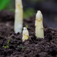 Graines et semences d'Asperge blanche d'Argenteuil par Plantopia Tetouan Meknes Fes safi Essaouira Temara