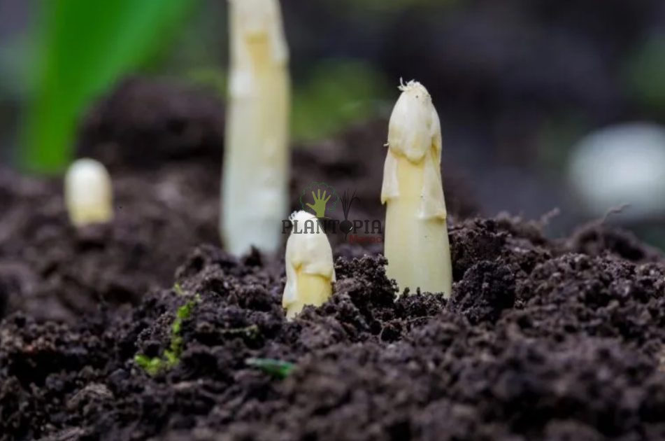 Graines et semences d'Asperge blanche d'Argenteuil par Plantopia Tetouan Meknes Fes safi Essaouira Temara Graines et semences d'Asperge blanche d'Argenteuil par Plantopia Tetouan Meknes Fes safi Essaouira Temara