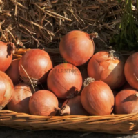 Graines et semences d'oignon Gence en vente par Plantopia Marrakech Agadir Oujda dar bouazza Guercif