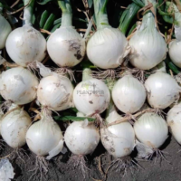Graines potageres d'oignon blanc Kar Beyazı par Plantopia Agadir Nador khenifra Khouribga Fes Meknes safi