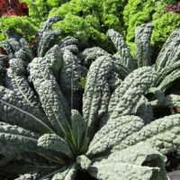 Plantopia MAroc premier fournisseur marocain pour semence de chou kale noir de Toscane avec livraison