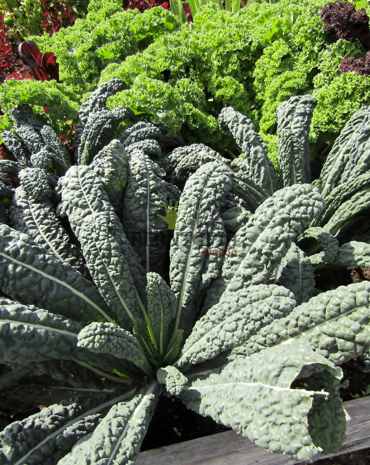 Plantopia MAroc premier fournisseur marocain pour semence de chou kale noir de Toscane avec livraison Plantopia MAroc premier fournisseur marocain pour semence de chou kale noir de Toscane avec livraison