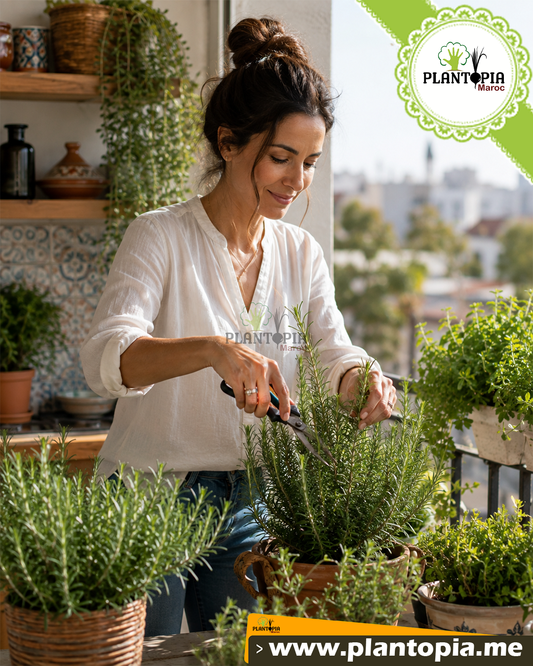 Vente de graines de romarin commun par Plantopia Marrakech Azrou Khenifra Khemisset safi Essouira Kenitra Vente de graines de romarin commun par Plantopia Marrakech Azrou Khenifra Khemisset safi Essouira Kenitra