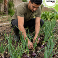 Vente de graines et semences d'oignon mauve turque Burgaz 10 par Plantopia Casablanca Rabat Tanger Kenitra