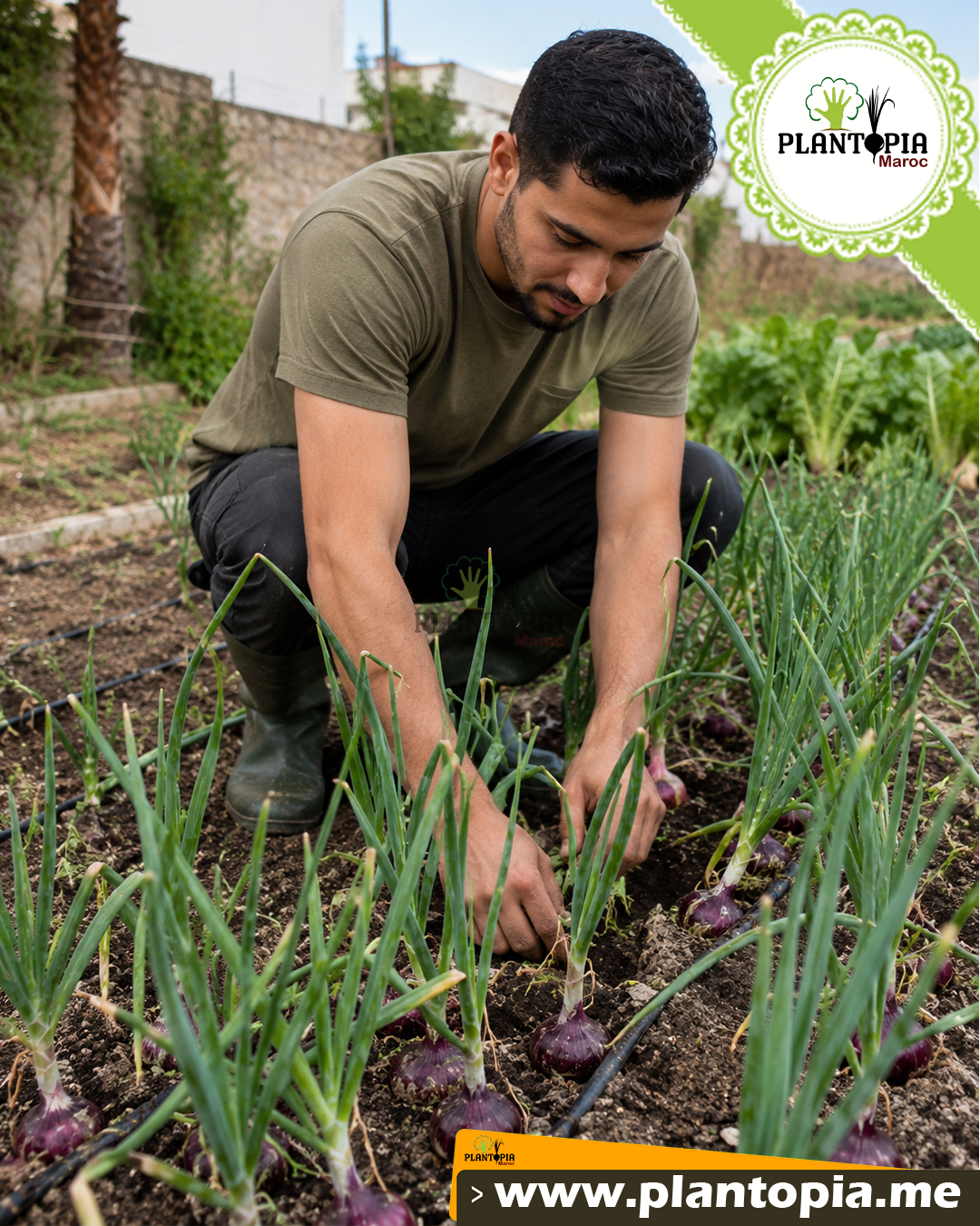 Vente de graines et semences d'oignon mauve turque Burgaz 10 par Plantopia Casablanca Rabat Tanger Kenitra Vente de graines et semences d'oignon mauve turque Burgaz 10 par Plantopia Casablanca Rabat Tanger Kenitra