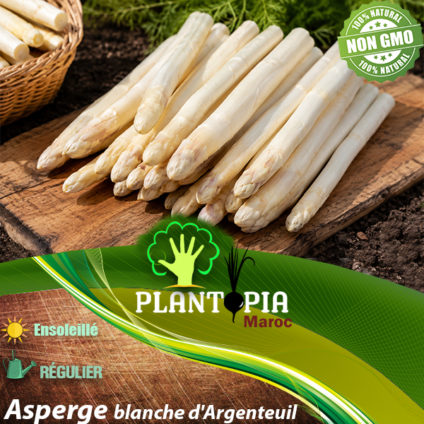 sachets de graines et semences d'Asperge blanche d'Argenteuil - Plantopia Maroc sachets de graines et semences d'Asperge blanche d'Argenteuil - Plantopia Maroc
