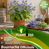 sachets de graines et semences de Bourrache Officinale Sélection italienne - Plantopia Maroc
