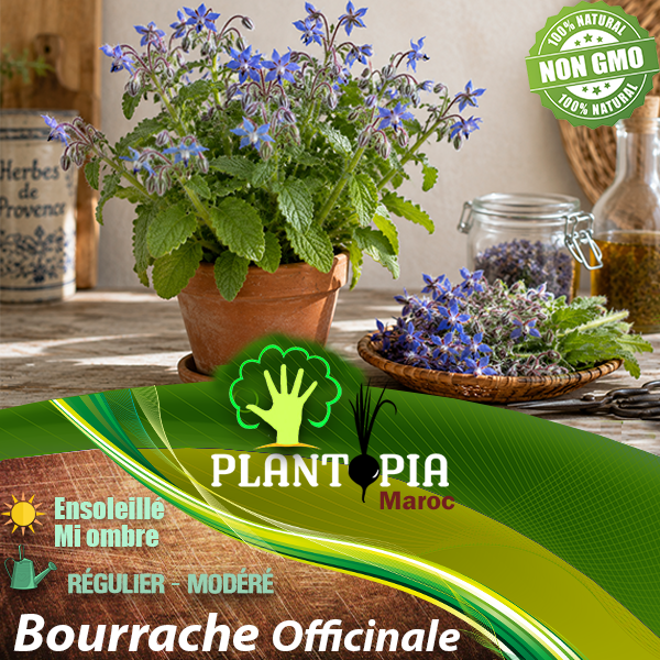 sachets de graines et semences de Bourrache Officinale Sélection italienne - Plantopia Maroc sachets de graines et semences de Bourrache Officinale Sélection italienne - Plantopia Maroc