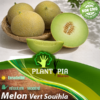 sachets de graines et semences de Melon vert Souihla - Plantopia Maroc