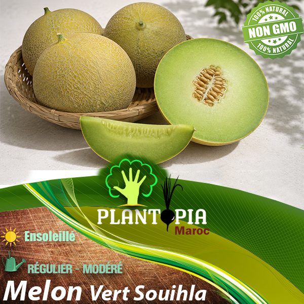 sachets de graines et semences de Melon vert Souihla - Plantopia Maroc sachets de graines et semences de Melon vert Souihla - Plantopia Maroc