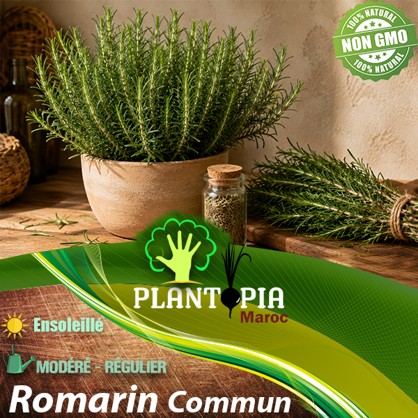 sachets de graines et semences de romarin commun Sélection italienne - Plantopia Maroc sachets de graines et semences de romarin commun Sélection italienne - Plantopia Maroc