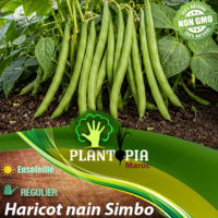 sachets de graines et semences d'haricot nain Bush variété Simbo turque - Plantopia Maroc
