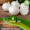 sachets de graines et semences d'oignon blanc Kar Beyazı- Plantopia Maroc