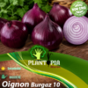 sachets de graines et semences d'oignon violet Burgaz 10 - Plantopia Maroc