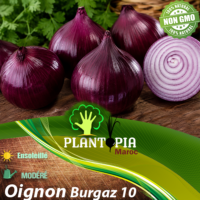 sachets de graines et semences d'oignon violet Burgaz 10 - Plantopia Maroc