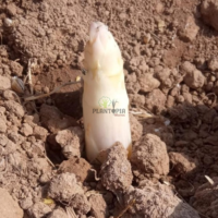احسن واقدم موقع مغربي لبيع وشراء بذور الهليون الفرنسي الأبيض مع التوصيل لجميع انحاء المغرب - Plantopia Maroc