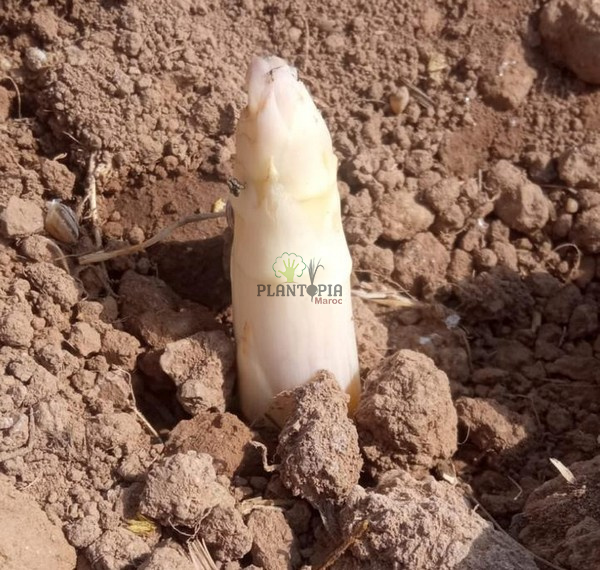 احسن واقدم موقع مغربي لبيع وشراء بذور الهليون الفرنسي الأبيض مع التوصيل لجميع انحاء المغرب - Plantopia Maroc احسن واقدم موقع مغربي لبيع وشراء بذور الهليون الفرنسي الأبيض مع التوصيل لجميع انحاء المغرب - Plantopia Maroc